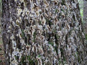 Popraška sklepní - Coniophora puteana (Schumach.) P.Karst.