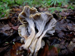 Stroček kadeřavý - Pseudocraterellus undulatus  (Pers.) Rauschert 1987