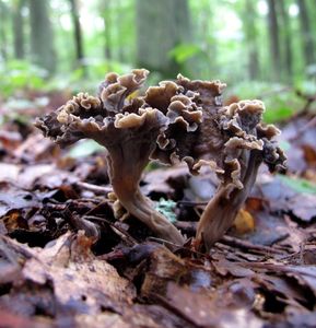 Stroček kadeřavý - Pseudocraterellus undulatus  (Pers.) Rauschert 1987