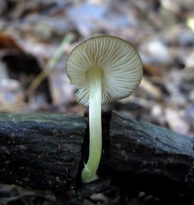 Štítovka Romellova - Pluteus romellii ( Britzelm. ) Sacc.