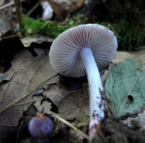 Vláknice zemní fialová - Inocybe geophylla var.lilacina (Peck) Gillet