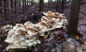 Klikni pro velký obrázek