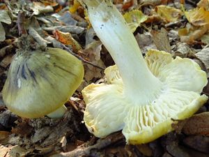 Klikni pro velký obrázek