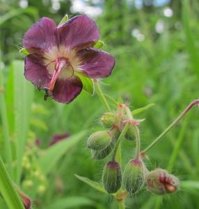 Kakost hnědočervený (Geranium phaeum)