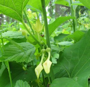 Podražec křovištní (Aristolochia clematitis)