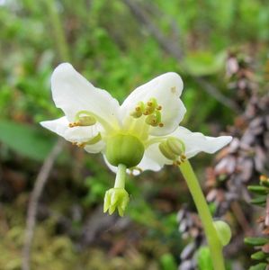 Jednokvítek velekvětý (Moneses uniflora)