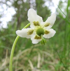 Jednokvítek velekvětý (Moneses uniflora)