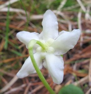 Jednokvítek velekvětý (Moneses uniflora)