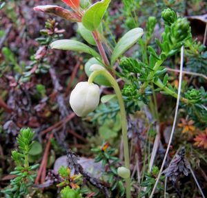 Jednokvítek velekvětý (Moneses uniflora)