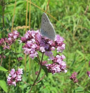 Dobromysl obecná (Origanum vulgare)