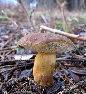 Klikni pro velký obrázek