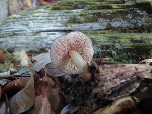 Štítovka síťnatá - Pluteus phlebophorus (Ditm.) P.Kumm.