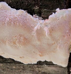 Klikni pro velký obrázek