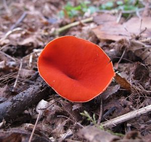 Ohnivec jurský - Sarcoscypha jurana (Boud.) Baral