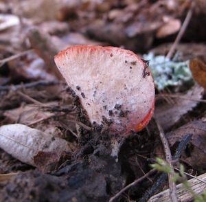 Ohnivec jurský - Sarcoscypha jurana (Boud.) Baral