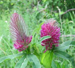 Jetel červenavý (Trifolium rubens)