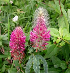 Jetel červenavý (Trifolium rubens)