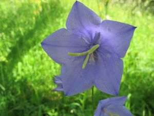 Zvonek broskvolistý (Campanula persicifolia L.)