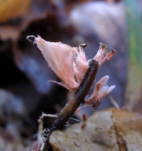 Anthina ohnivá - Anthina flammea