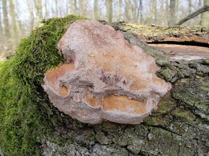 Klikni pro velký obrázek