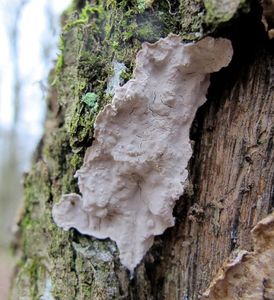 Klikni pro velký obrázek