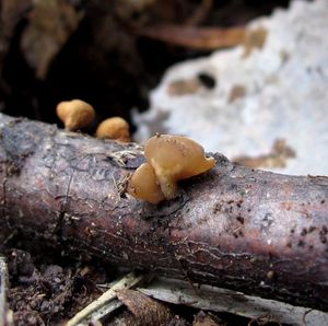 Klikni pro velký obrázek