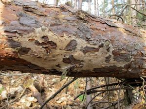 Kornatec obrovský - Phlebiopsis gigantea (Fr.) Jülich 1978