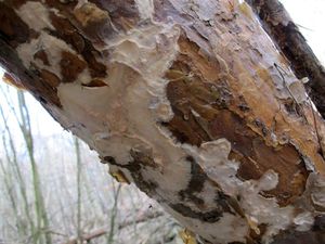 Kornatec obrovský - Phlebiopsis gigantea (Fr.) Jülich 1978