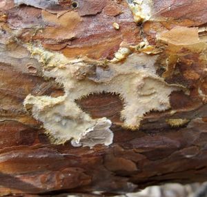 Kornatec obrovský - Phlebiopsis gigantea (Fr.) Jülich 1978