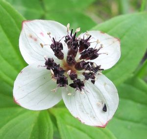 Dřín švédský (Cornus suecica)