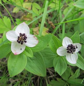 Dřín švédský (Cornus suecica)