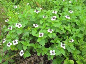 Dřín švédský (Cornus suecica)