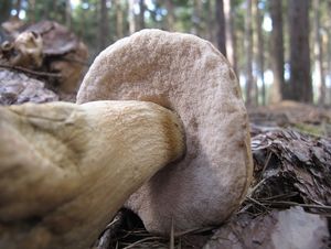 Hřib žlučník - Tylopilus felleus  (Bull.) P. Karst. 1881