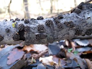 Kornice svazčitá - Encoelia fascicularis