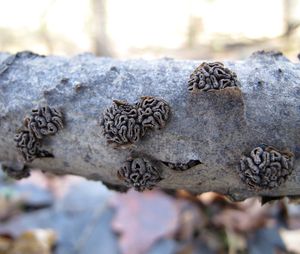 Kornice svazčitá - Encoelia fascicularis