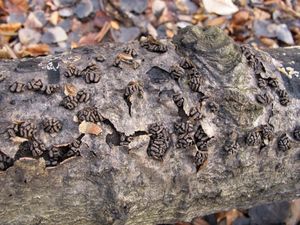 Kornice svazčitá - Encoelia fascicularis