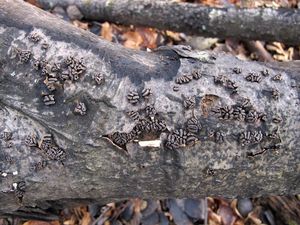 Kornice svazčitá - Encoelia fascicularis