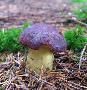 Klikni pro velký obrázek