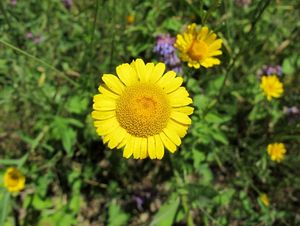 Rmen barvířský (Anthemis tinctoria)