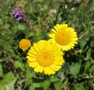 Rmen barvířský (Anthemis tinctoria)