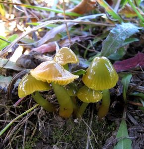 Klikni pro velký obrázek