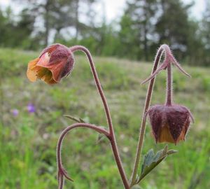 Kuklík potoční (Geum rivale)