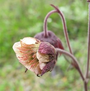 Kuklík potoční (Geum rivale)