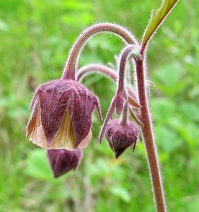 Kuklík potoční (Geum rivale)