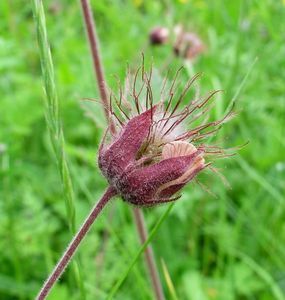 Kuklík potoční (Geum rivale)