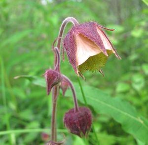 Kuklík potoční (Geum rivale)