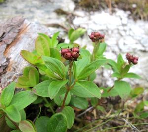 Dřín švédský (Cornus suecica)