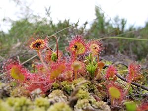 Rosnatka okrouhlolistá (Drosera rotundifolia)