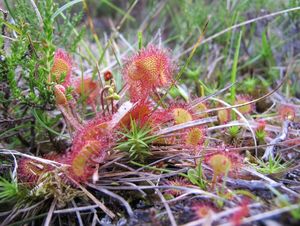 Rosnatka okrouhlolistá (Drosera rotundifolia)