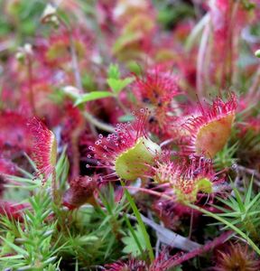 Rosnatka okrouhlolistá (Drosera rotundifolia)